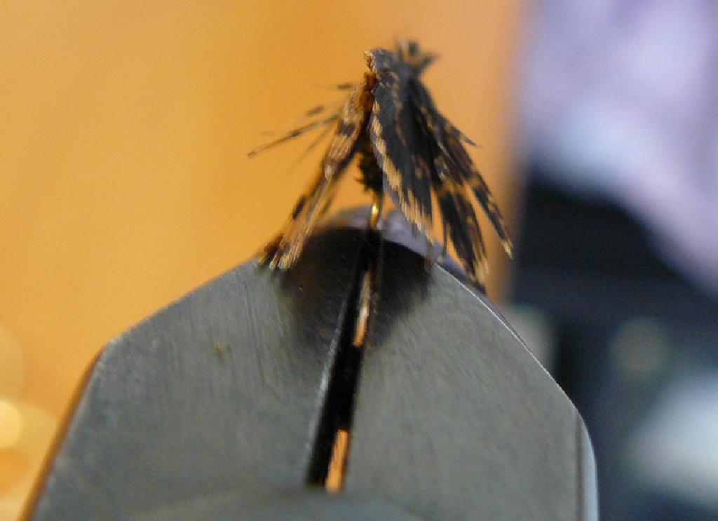 Montage de mouche