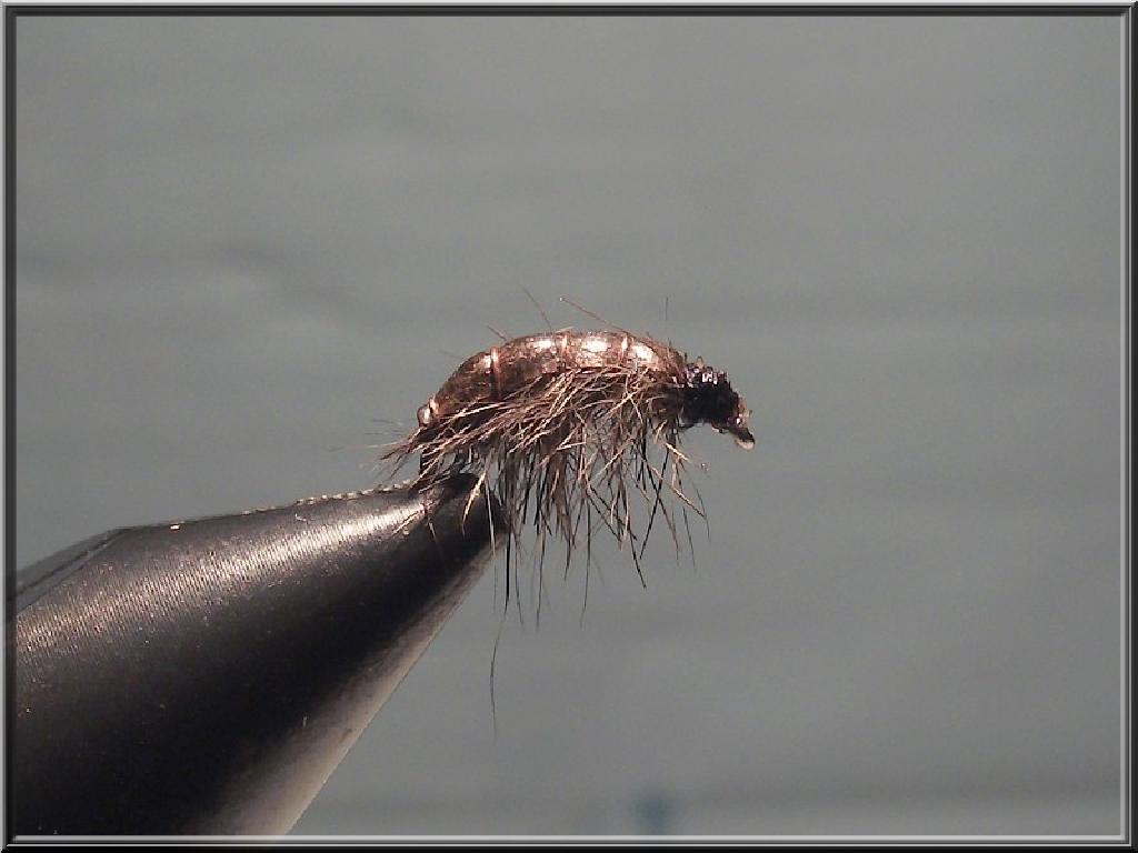 Fiche de montage : Gammare oreille de chevreuil - GammORC