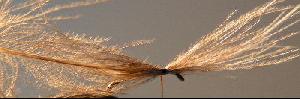 Montage de mouche