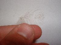 Montage de mouche