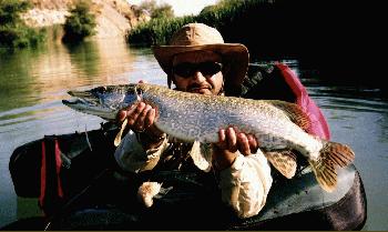 Esox au fouet