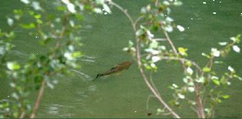 NAV sur le Vert