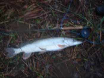 Brochet de noël :o)