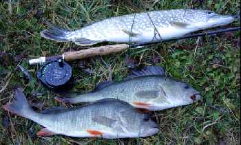 Derni�res nouvelles