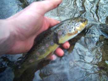 Poissons difficiles