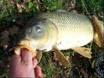 Les carpes sont folles