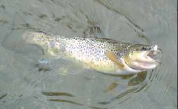 Apr�s midi en haute garonne