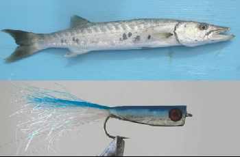 Barracuda - Guadeloupe