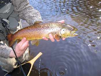 Les belles brunes de l'Ausable