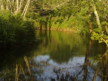 Les sedges �taient l�...