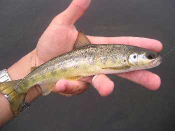 Poissons difficiles !