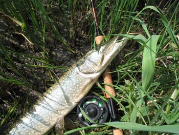 Brochet