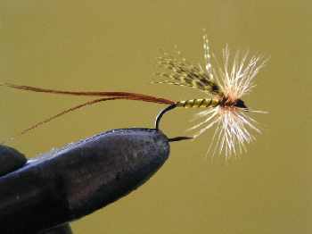 Bilan Mouche de mai