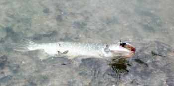 Pêche carnassier