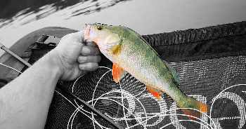 Zébreées au Stream Light