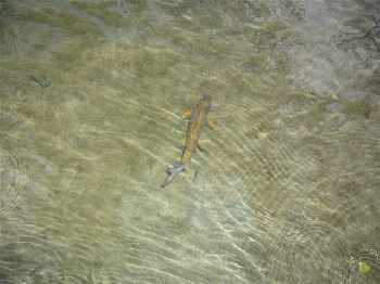 Vraiment pas beaucoup d'eau..