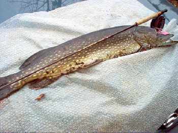 Brochet de finlande