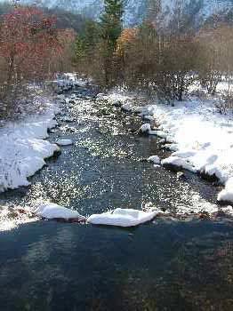 Fraie des truites dans la neige