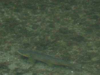 Belle pêche