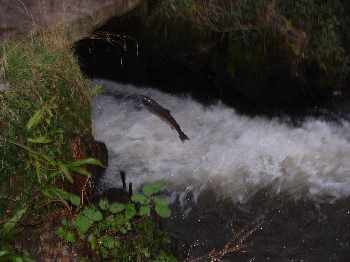 Remontée de Saumons