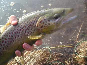 Chironomes...