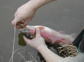 Poissons rouges !!!