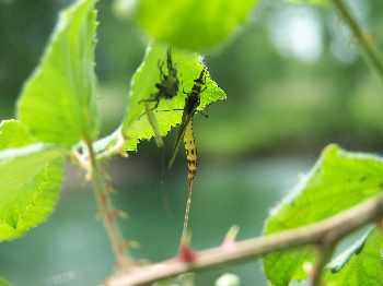 Une 1�re sur la sorgue