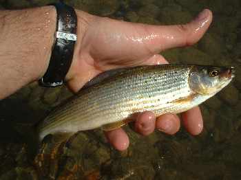 Partie basse: plus d'eau