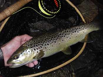 Apr�s la pluie