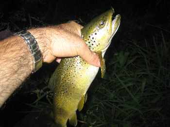 Coup du soir parcours mouche Chenecey