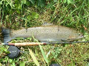 Torpille de 61 cm