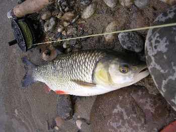Un poisson rouge !