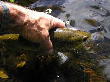 Dernière peche sur la Sioule ?