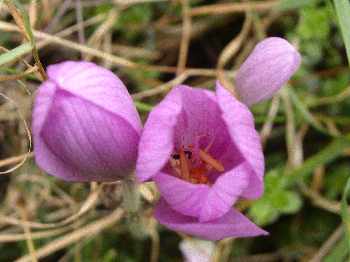 Les fleurs de la fermeture