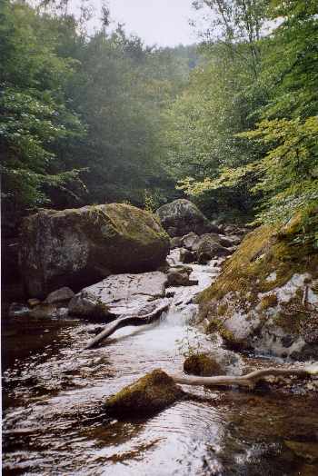 Nord Auvergne juin 2005