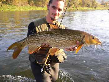 Un poisson d'or