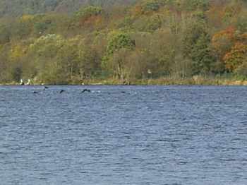Cormorans