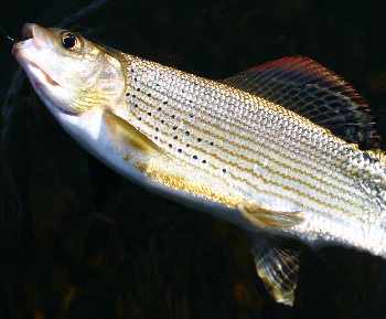 Thymallus et fuscatus...