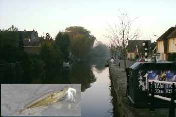 Les polders, terre d�eau et de becs