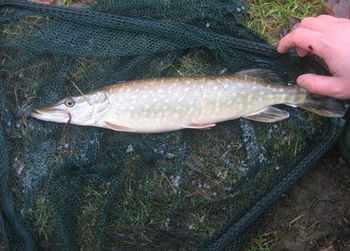 Mon premier brochet au chiro !