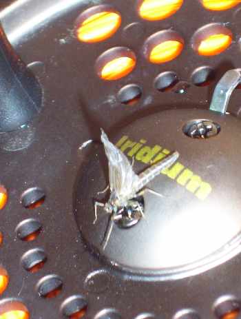 Première sortie 2006