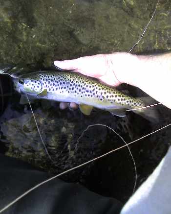 Pas beaucoup de poissons dehors