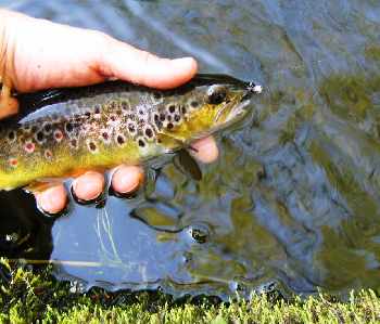 Bibio sur l'eau