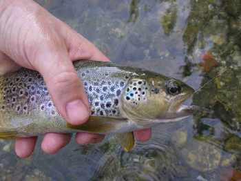 no-kill de Campagne sur Aude