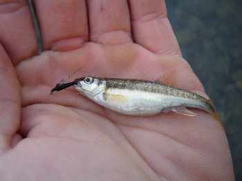 Du gros poissons !!!!