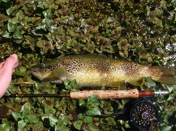 magique sorgue