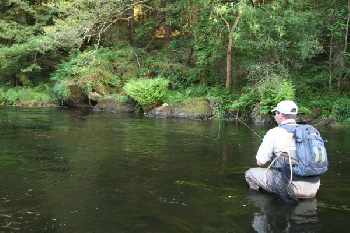 brown trout