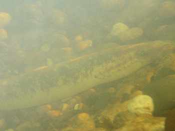Frai lamproies