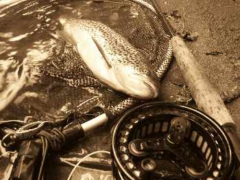 Du calme...et des poissons