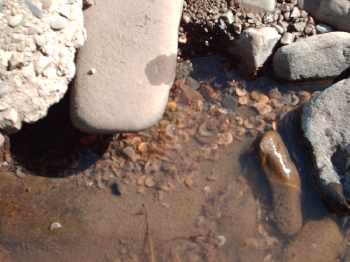 Aprés le hommard cuit a l'eau voici les gammares..